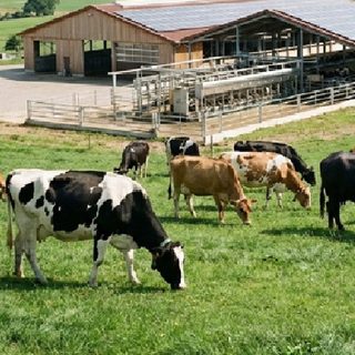 Animal husbandry